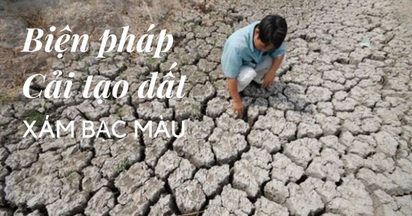 Biện pháp nào để cải tạo và sử dụng đất xám bạc màu?