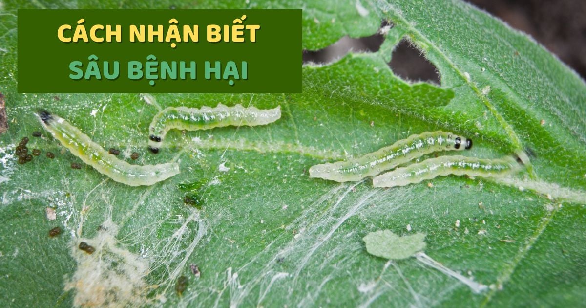 Mách Bà Con Nhận Biết Một Số Loại Sâu Bệnh Hại Cây Trồng