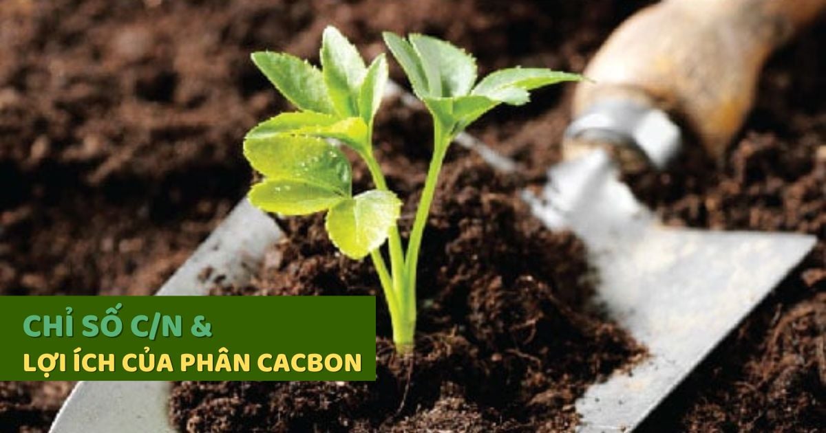 Tìm hiểu về Chỉ số và cân bằng chỉ số C/N với lợi ích của việc sử dụng Phân Cacbon hữu cơ cho đất