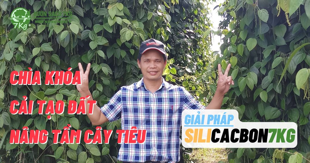 Giải pháp SiliCacbon 7kg – Chìa khóa Cải tạo đất và Nâng tầm Cây Tiêu