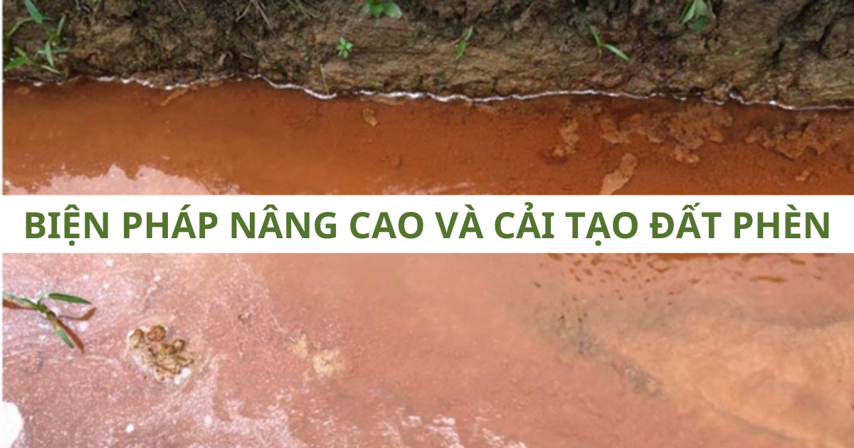 Biện Pháp Cải Tạo Đất Phèn Nâng Cao Năng Suất Cho Cây Trồng