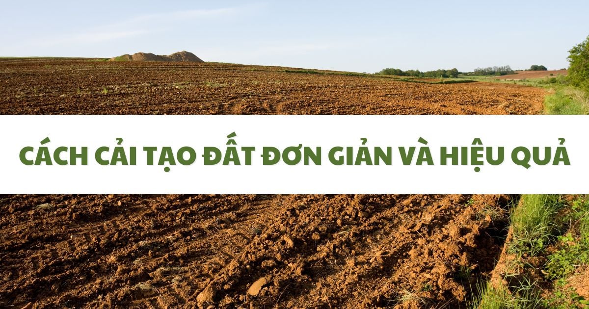 Cách Cải tạo đất Đơn giản và Hiệu quả với nhiều Kết quả Thực tế