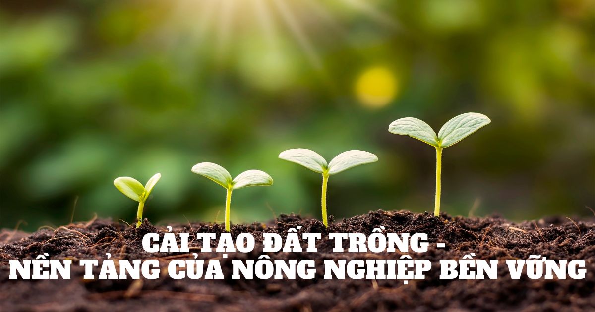 Cải tạo đất trồng - Nền tảng của nông nghiệp bền vững tại Việt nam hiện nay