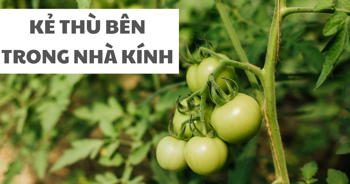 Cứ tưởng cà chua trong nhà kính được bảo vệ cẩn thận là tốt, kẻ thù đến từ bên trong là gì?