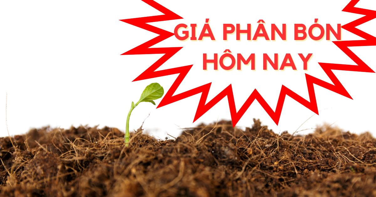 Giá Phân Bón Hôm Nay Là Như Thế Nào?