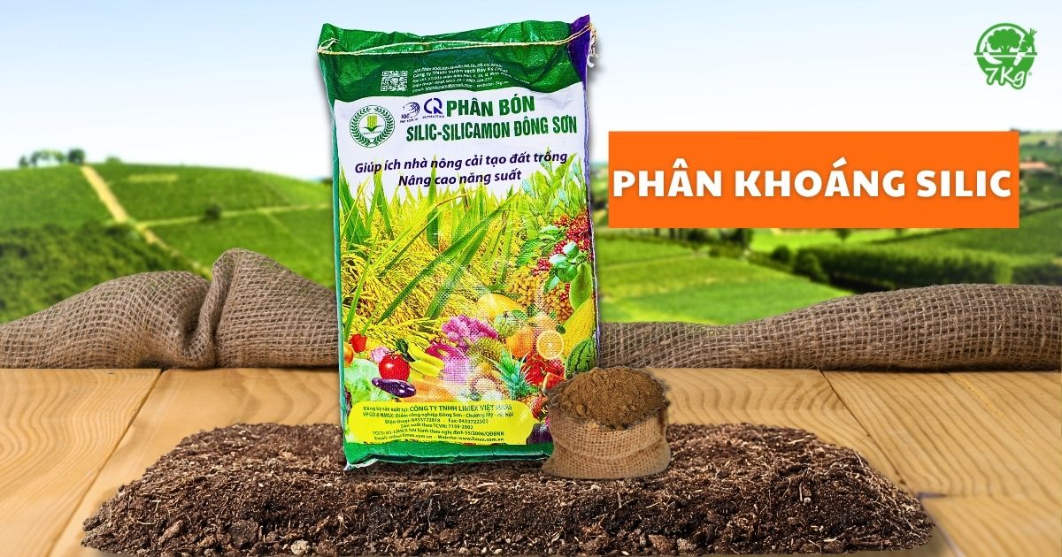 Hướng dẫn bón phân silic vào chậu cây trồng trên sân thượng, trồng rau tại nhà