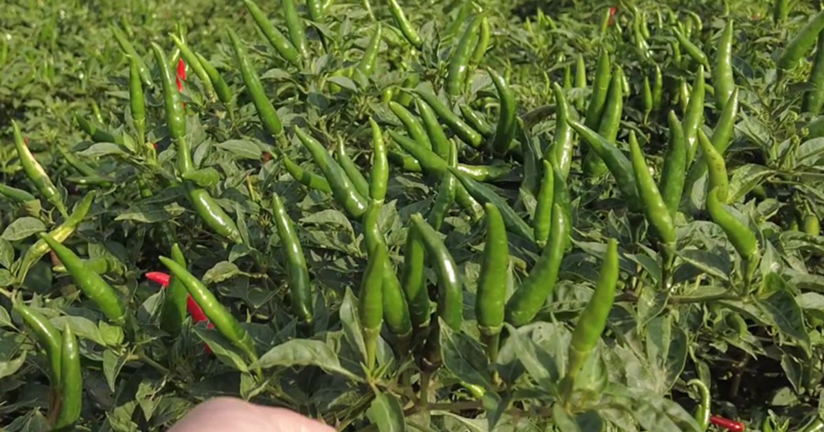 Kết quả trồng ớt điển hình tại Đồng tháp khi áp dụng phân bón của Vườn sạch 7kg