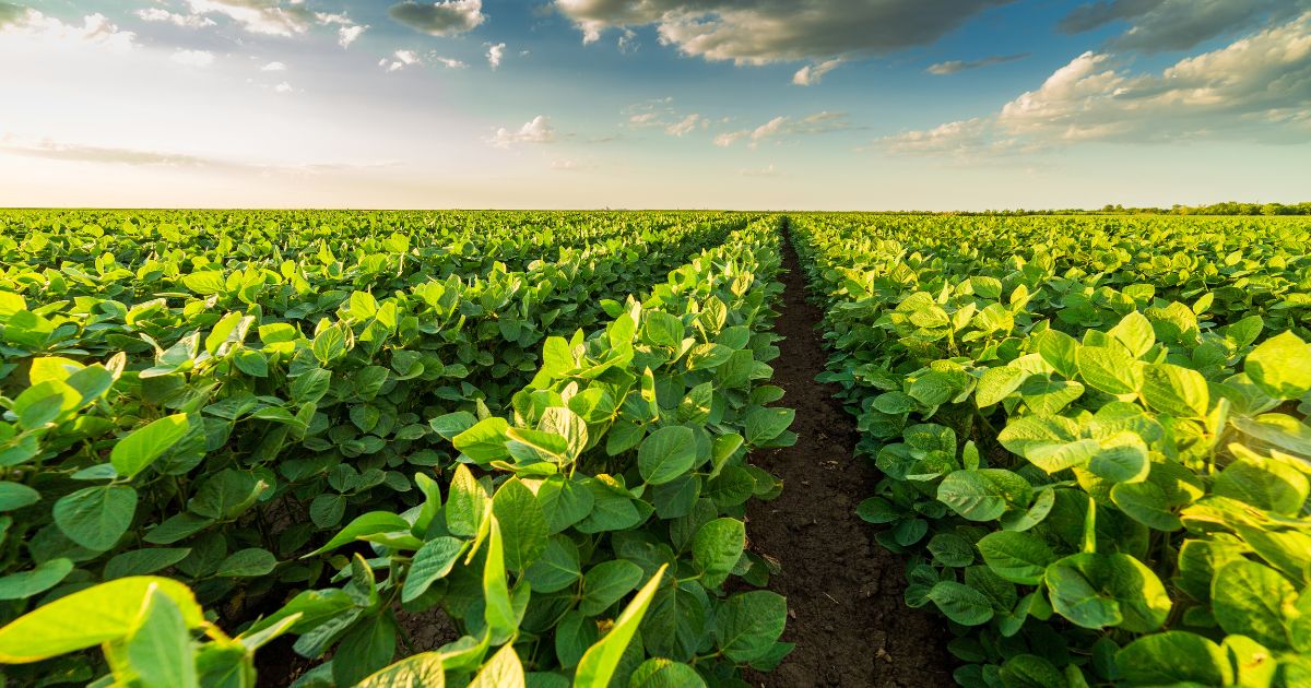 Làm nông nghiệp hữu cơ tại Mỹ - Organic Farming - 4 - Cover Crop - Cây trồng phủ đất