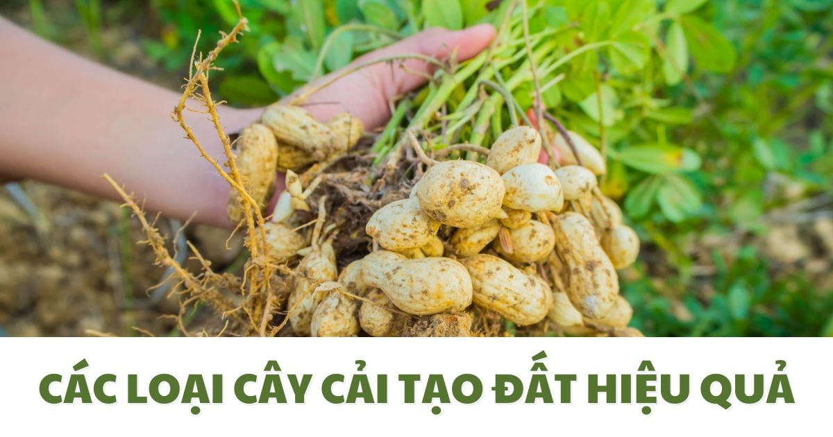 Các Loại Cây Cải Tạo Đất Hiệu Quả Nhanh Chóng Được Đánh Giá Cao