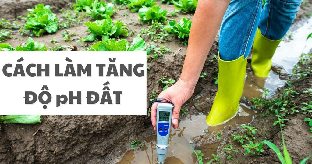 Chia Sẻ Cách Làm Tăng Độ pH Của Đất Đơn Giản Mà Hiệu Quả