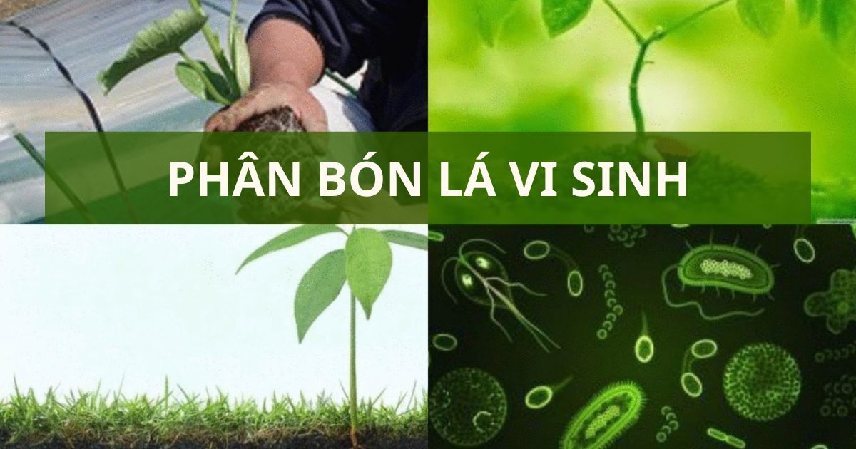 Những Công Dụng Của Phân Bón Lá Vi Sinh