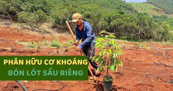 Phân Bón Lót Cho Sầu Riêng Đặc Biệt Bạn Không Thể Bỏ Qua