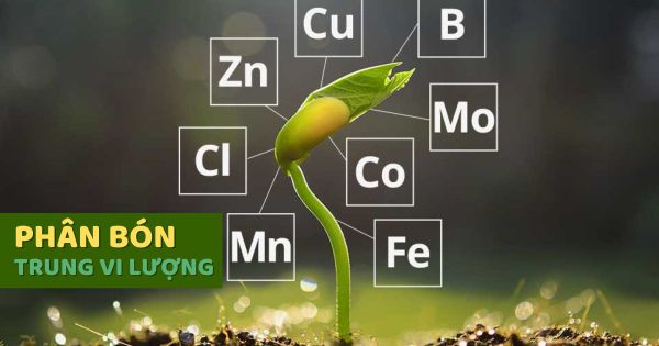 Vai Trò Của Phân Bón Trung Vi Lượng Đối Với Cây Trồng Là Gì?