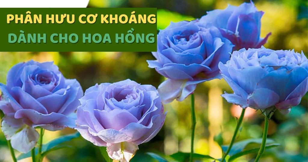 Phân hữu cơ khoáng dành cho hoa hồng tại hồ chí minh