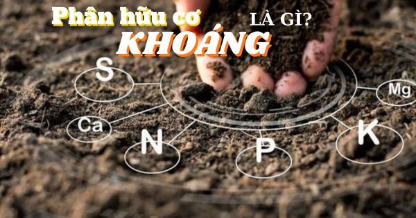 Phân Hữu Cơ Khoáng Là Gì? Mua Ở Đâu Đảm Bảo Chất Lượng?