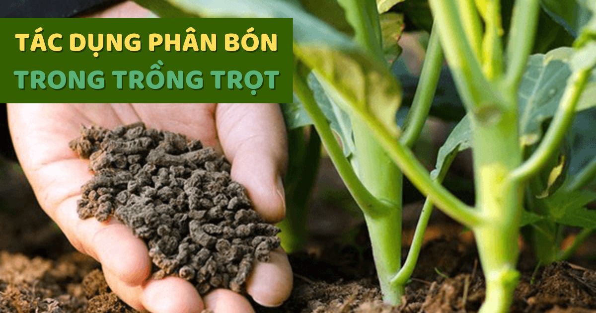 Tác Dụng Của Phân Bón Trong Trồng Trọt Chi Tiết Nhất