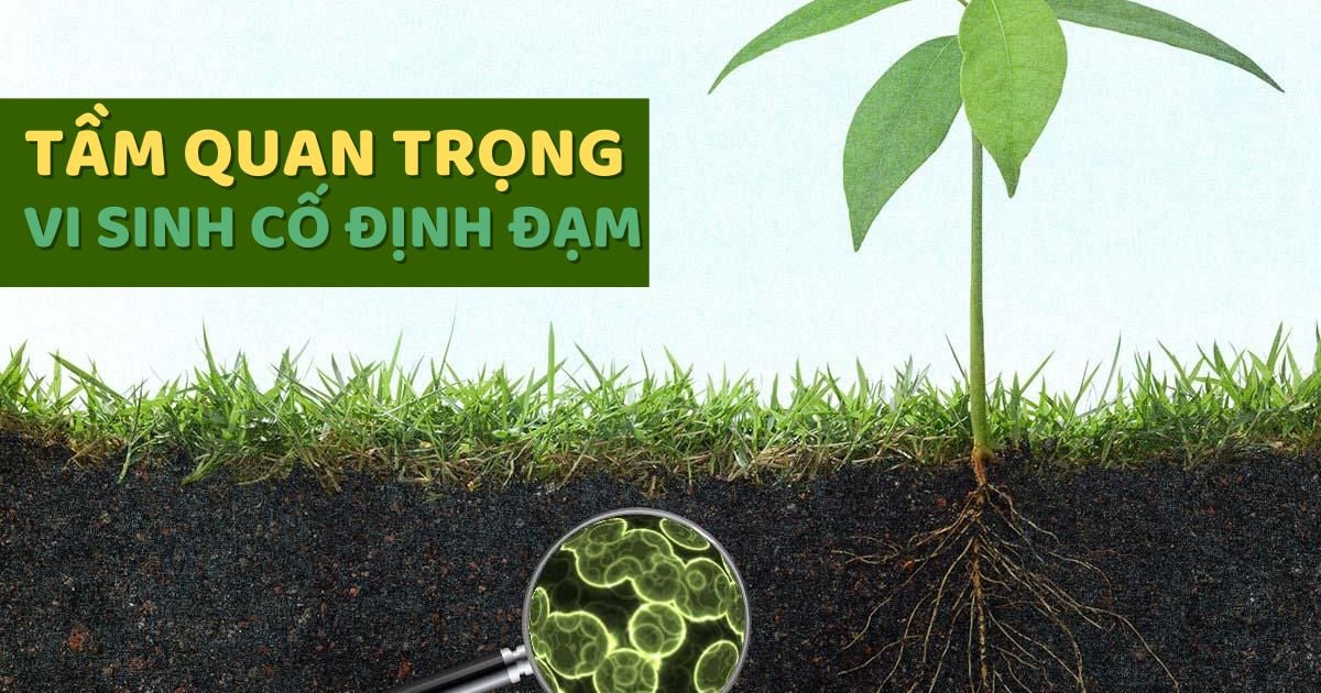 Tầm Quan Trọng Phân Vi Sinh Cố Định Đạm Trong Nông Nghiệp