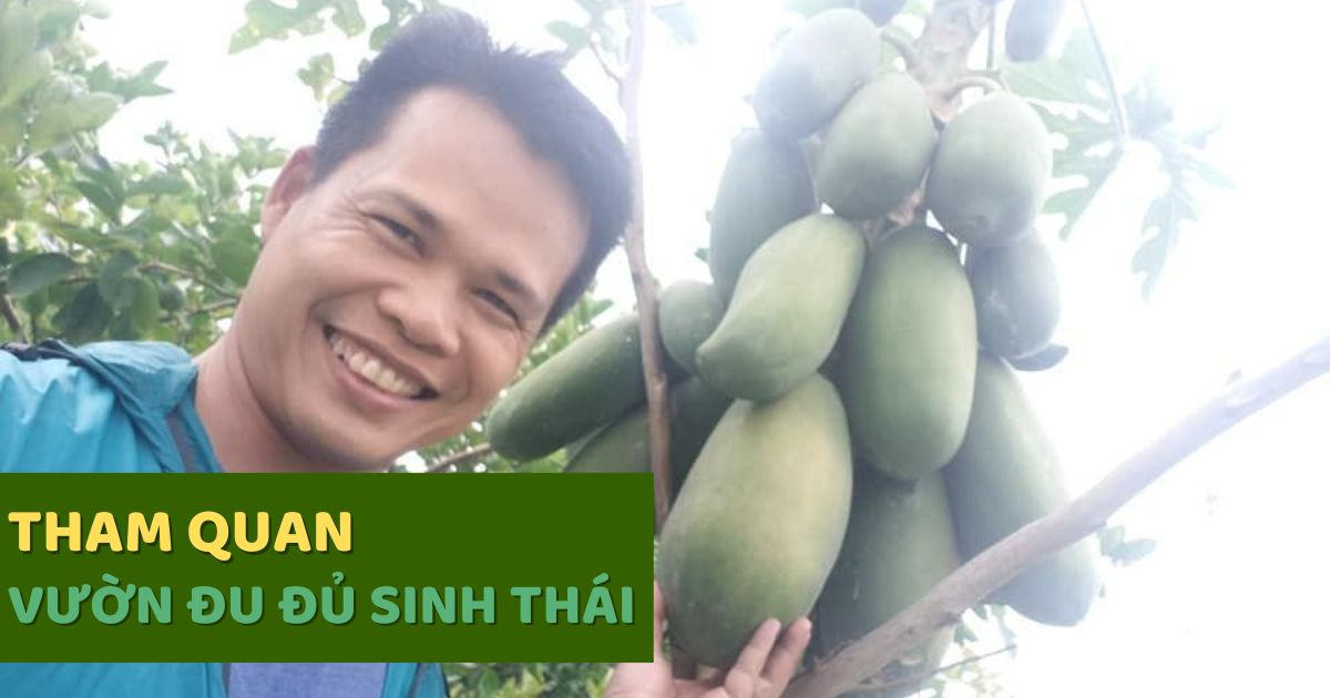 Tham quan học hỏi từ Vườn đu đủ 70k/kg