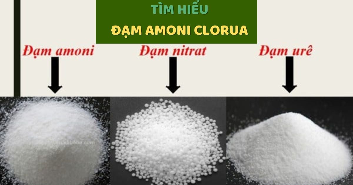 Tìm Hiểu Phân Đạm Amoni Clorua