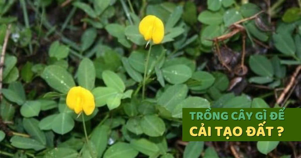 Trồng Cây Gì Để Cải Tạo Đất - Bí Quyết Dành Riêng Cho Bạn