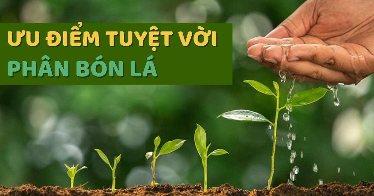 Những Ưu Điểm Tuyệt Vời Của Phân Bón Lá Cao Cấp Đối Với Cây Trồng