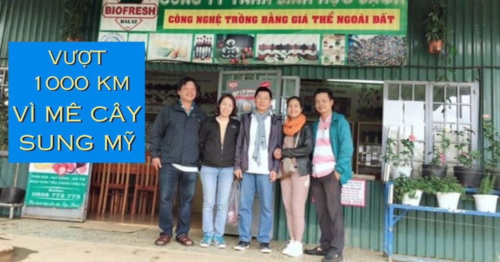 Vượt 1000km kết nối nhà nông mê giống cây sung mỹ