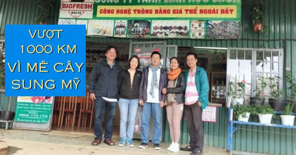 Vượt 1000km kết nối nhà nông mê giống cây sung mỹ