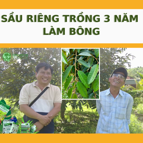Nhận chăm sóc vườn cây ăn trái diện tích lớn tại Tân Phú Đồng Nai và Dạ Huoai Lâm Đồng