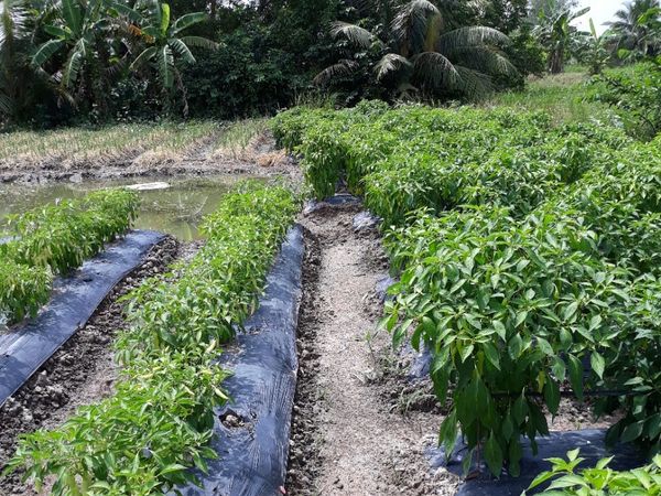 kết quả trồng ớt sừng châu phi