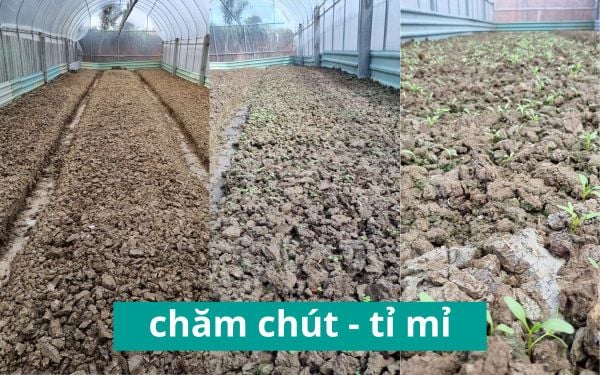 chăm chút và tỉ mỉ khi trồng rau sạch nhà kính phước lý long an ngọc phong farm