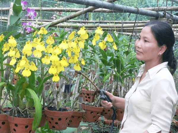 Bón phân cho hoa lan giúp giảm công chăm sóc