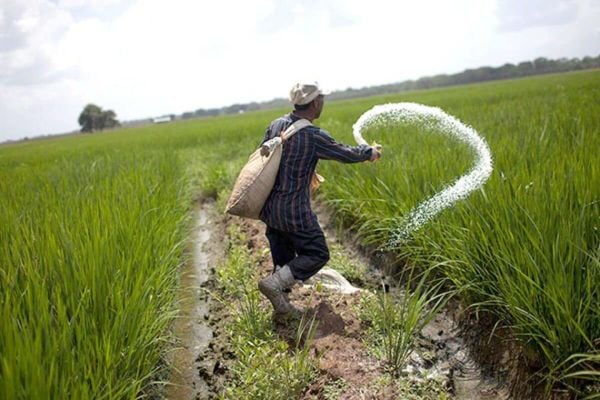 Bón phân đạm kịp thời giúp tăng năng suất cây trồng