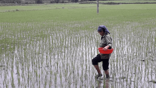 Bón phân đúng thời điểm