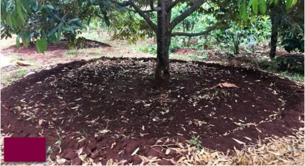 Bón phân hữu cơ vào đất cho cây sầu riêng