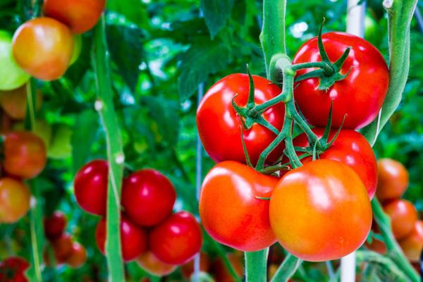 cây cà chua có dùng silic