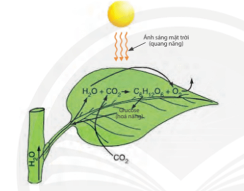 Cacbon hữu cơ năng lượng cho cây trồng