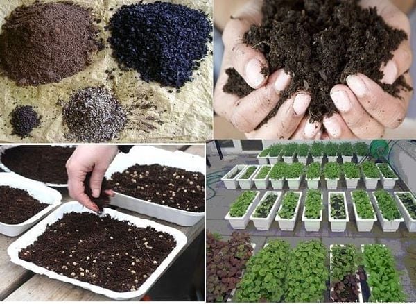 Cải tạo đất trồng rau trong thùng xốp