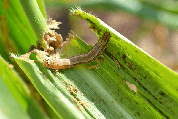 Sâu bệnh hại