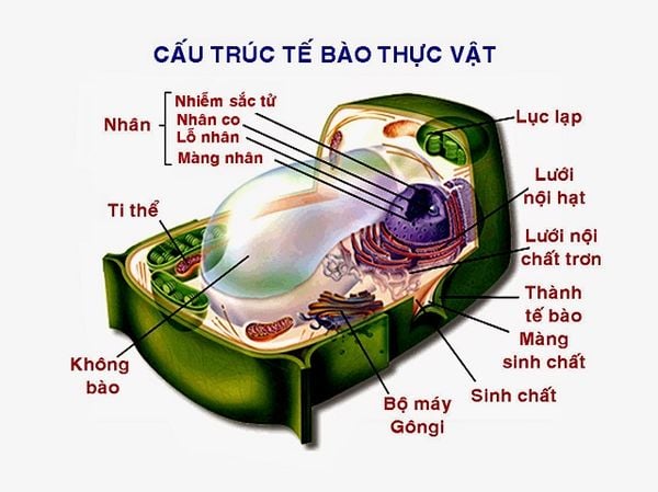 Cấu trúc tế bào thực vật