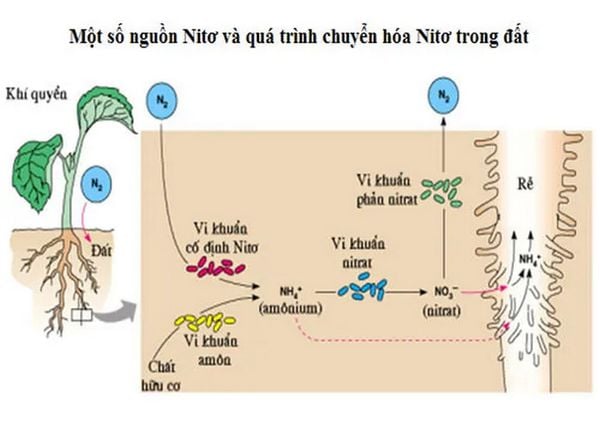 vi sinh vật trong đất