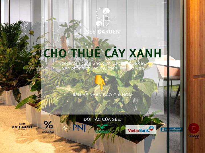 Thuê cây văn phòng