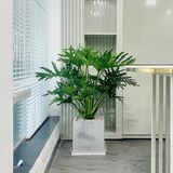Đặt cây gì  trong văn phòng đón tài lộc