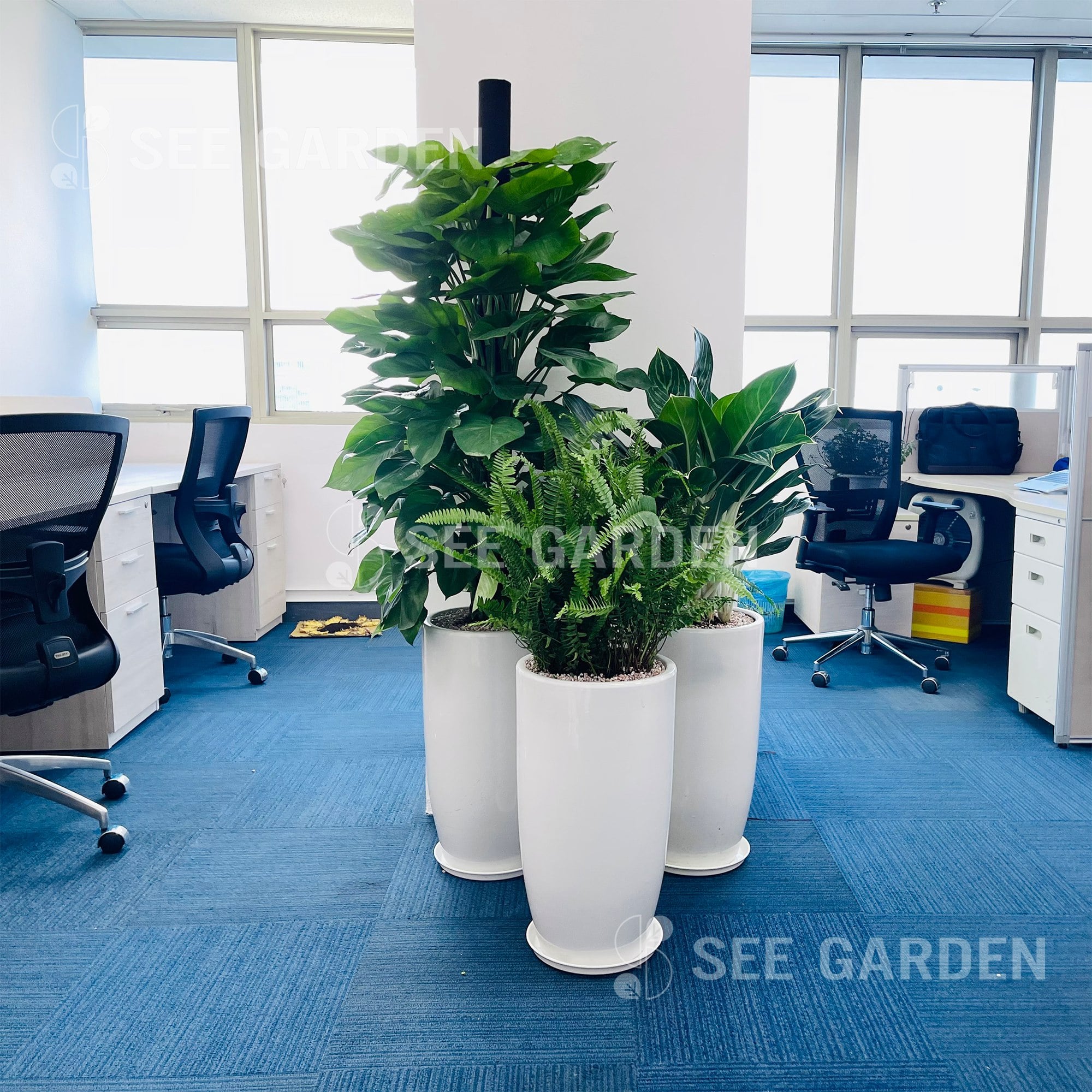 Cây trong nhà [Indoor plant]
