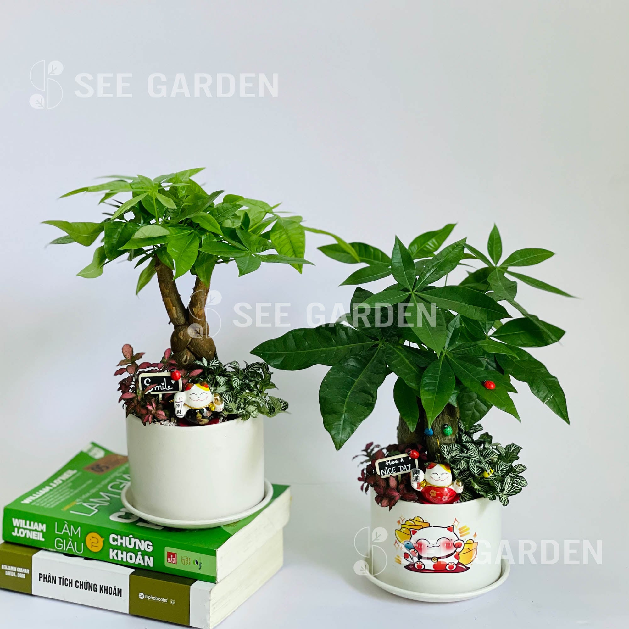 Cây nhỏ để bàn [Tiny trees]