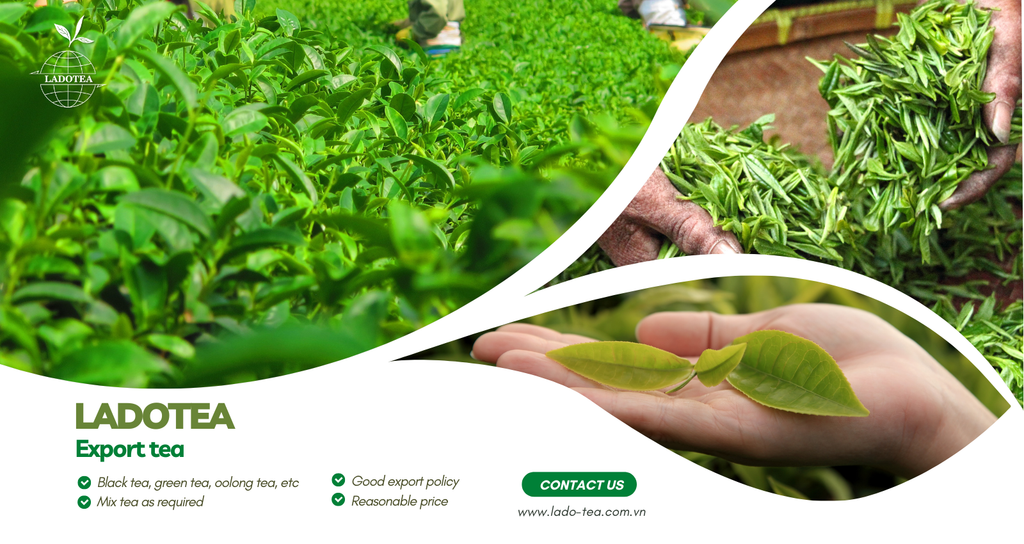 Reach Tea OUTSTANDING CAPACITY, INTERNATIONAL REACH – Ladotea