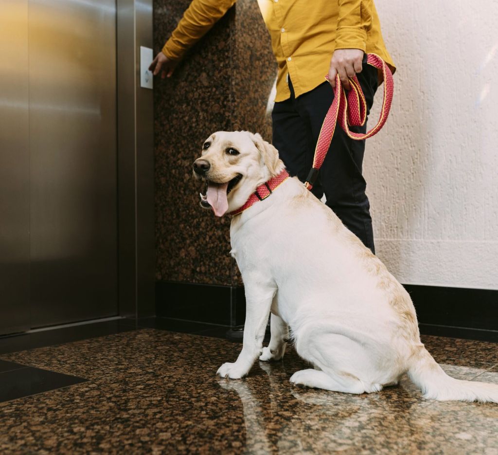 Những lưu ý khi cho thú cưng đi thang máy