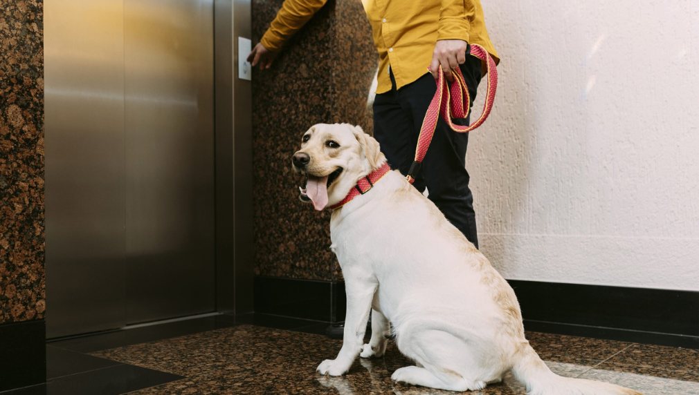 dẫn thú cưng vào thang máy