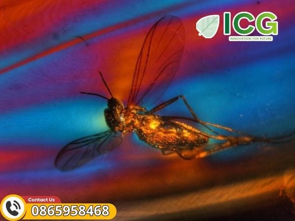 Kính hiển vi phân cực có nhiều ứng dụng trong thực tiễn