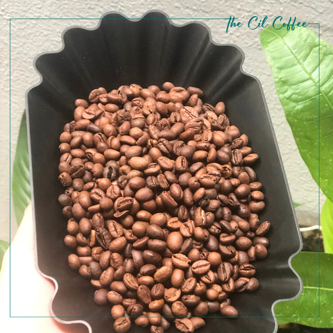 CÙNG NHAU THAY ĐỔI DIỆN MẠO CÀ PHÊ ROBUSTA VIỆT NAM