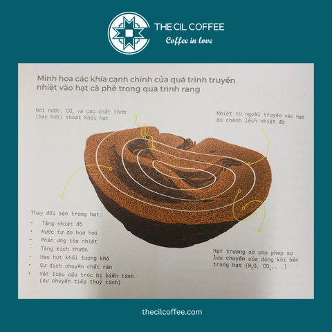 TRỌNG LƯỢNG CỦA HẠT CÀ PHÊ SẼ THAY ĐỔI NHƯ THẾ NÀO SAU KHI RANG